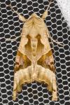 Phlogophora meticulosa