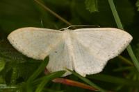 Scopula floslactata