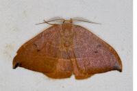 Watsonalla uncinula