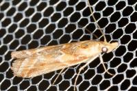 Ancylosis cinnamomella