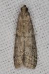 Ephestia woodiella