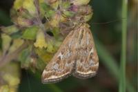 Loxostege sticticalis