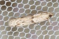 Phycitodes binaevella