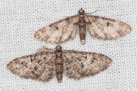 Eupithecia irriguata