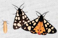 Arctia villica