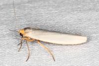 Eilema caniola