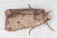 Spudaea ruticilla
