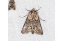 Abrostola asclepiadis