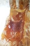 Epirrita dilutata