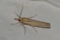 Pediasia aridella