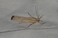 Pediasia aridella