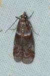 Acrobasis obliqua