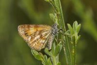 Isturgia famula