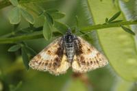 Isturgia famula