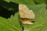 Cepphis advenaria