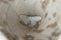 Idaea subsericeata