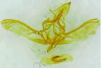 Nyctegretis lineana
