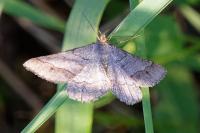 Isturgia murinaria