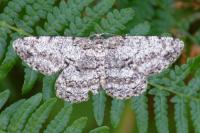Hypomecis roboraria