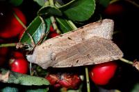 Agrochola lychnidis