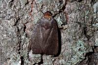 Amphipyra livida
