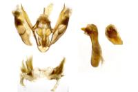 Epirrhoe alternata