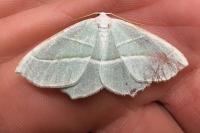 Campaea margaritaria