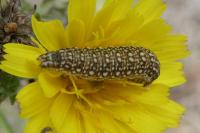 Schinia cardui