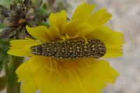 Schinia cardui