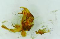 Platytes cerussella