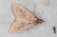 Mecyna asinalis