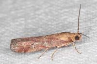 Ancylosis cinnamomella