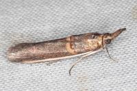 Etiella zinckenella