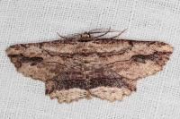 Menophra abruptaria