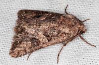 Anarta pugnax