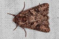 Anarta pugnax