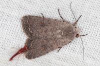 Caradrina flavirena/noctivaga