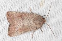 Hoplodrina ambigua
