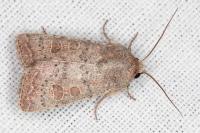 Hoplodrina ambigua