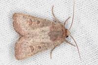 Hoplodrina ambigua
