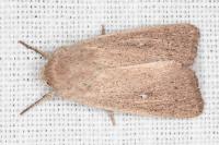 Mythimna sicula
