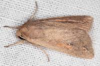 Mythimna unipuncta