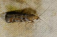 Delplanqueia dilutella/inscriptella