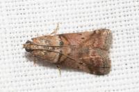 Acrobasis consociella/sodalella