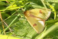 Diacrisia sannio