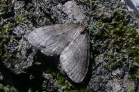 Operophtera brumata