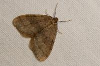 Operophtera brumata