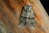 Griposia aprilina