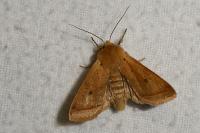 Leptologia macilenta
