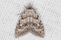 Nola cicatricalis